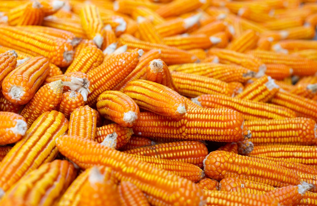 Завод по глубокой переработке кукурузы за 110,4 млрд рублей построят в Воронежской области