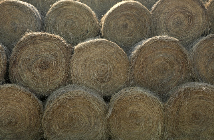 Безопасные корма для сельхозживотных: с начала года в Подмосковье провели около 800 исследований проб