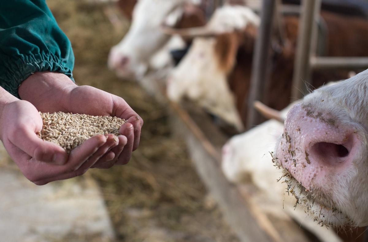 Кормовая продукция для крупного рогатого скота