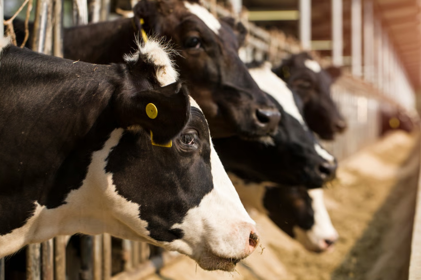 В Архангельске ученые планируют разработать оптимальную рецептуру кормов для животноводства