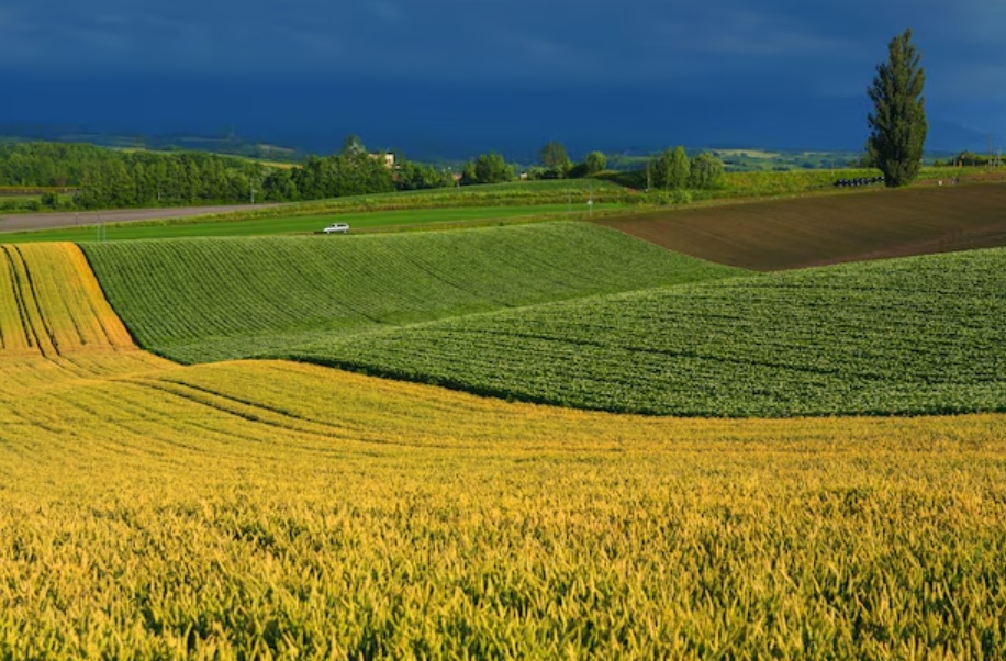 Группа «Черкизово» в 2026 году соберет урожай с 279 тысяч га