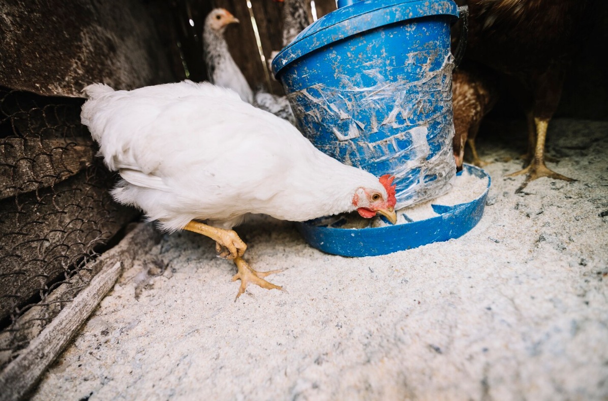 Биомаркеры крови выявили скрытые дисбалансы минерального питания у бройлеров