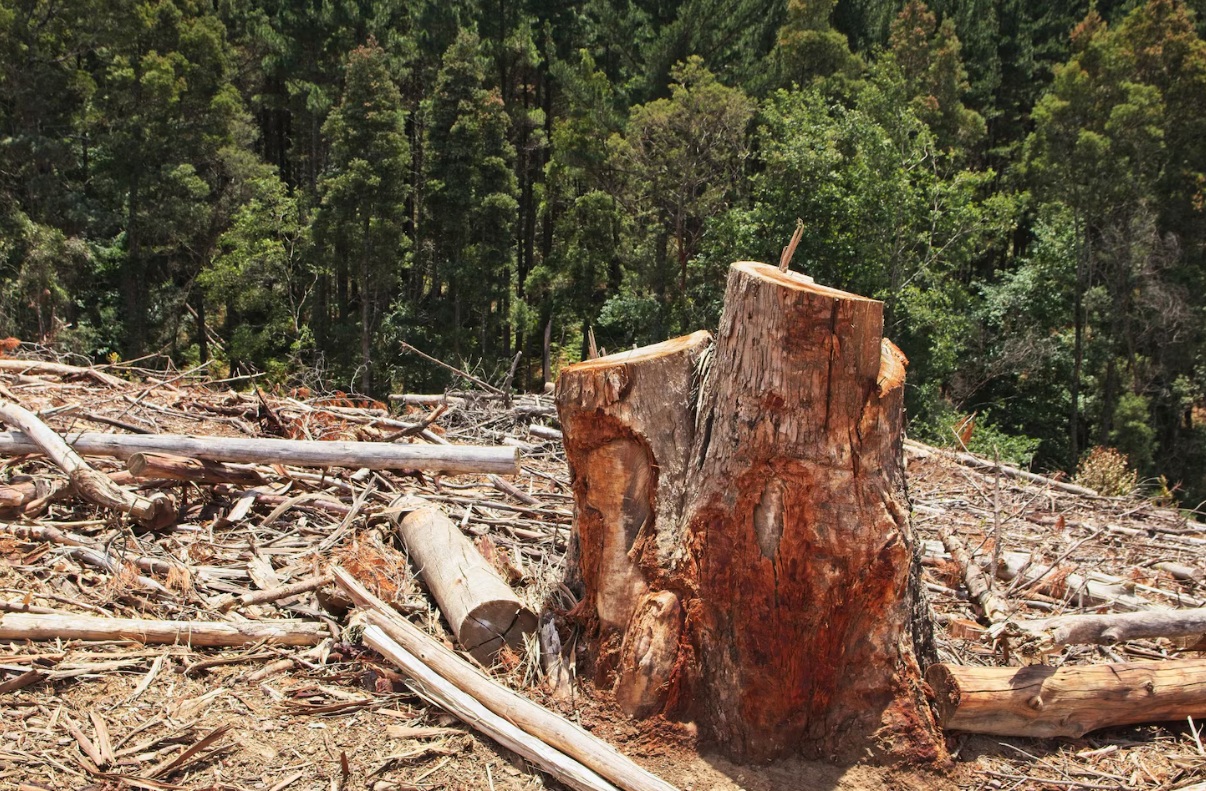 Европейский бизнес бьет тревогу из-за выхода трейдеров из Амазонского соевого моратория