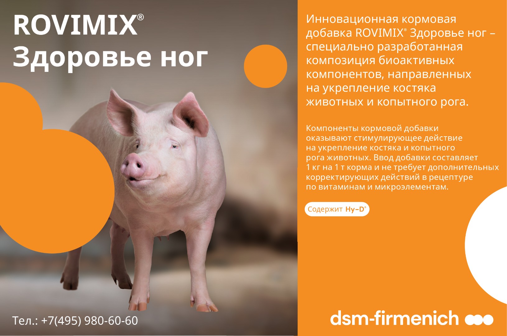 Профилактика хромоты у свиней: комплексный подход к решению проблемы