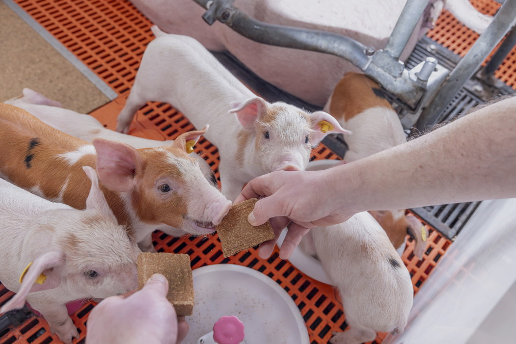 Trouw Nutrition выводит на рынок батончик для приучения поросят к твёрдому корму