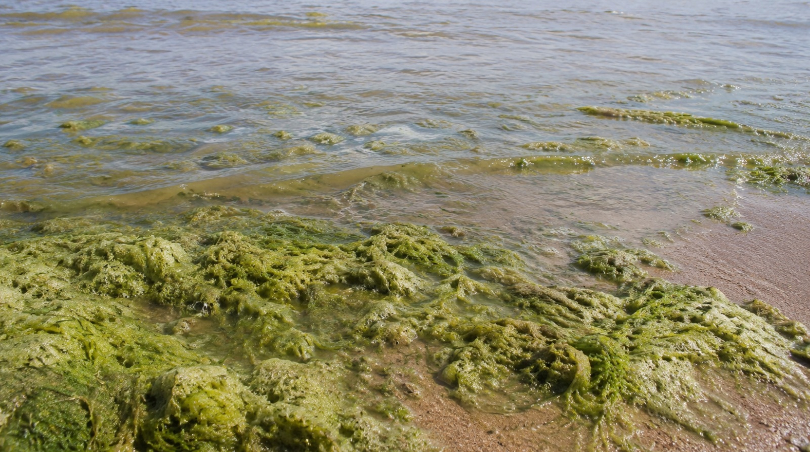 Учёный предложил делать из тины Азовского моря кормовые добавки для животных