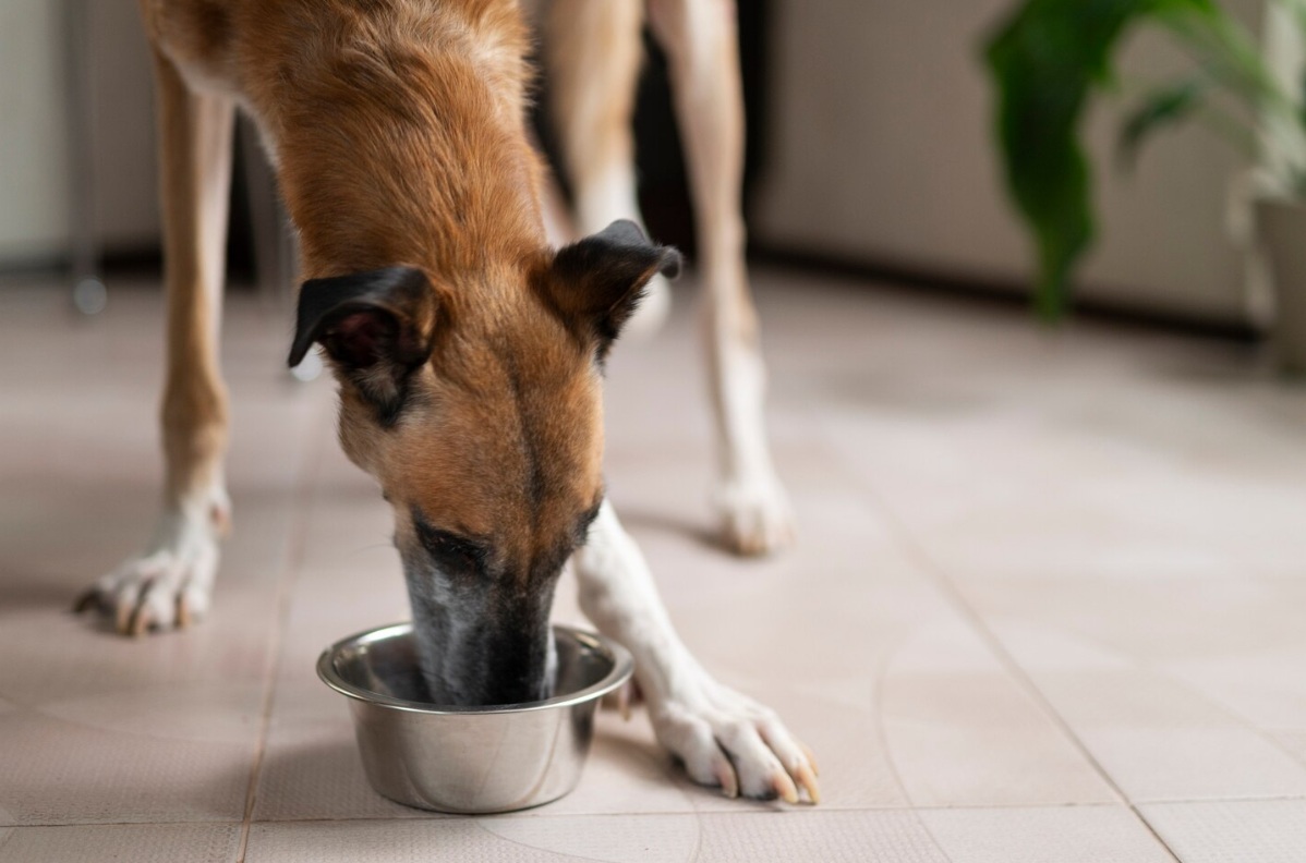 Purina ввела в эксплуатацию завод по производству кормов для домашних животных стоимостью $550 млн